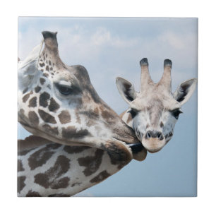 Giraffe küsst ihr Kalb Fliese