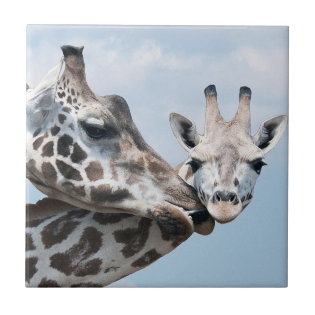 Giraffe küsst ihr Kalb Fliese (Vorderseite)