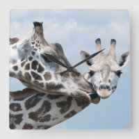 Giraffe küsst ihr Kalb