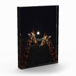 Giraffe Liebe im Mondschein, Fotoblock