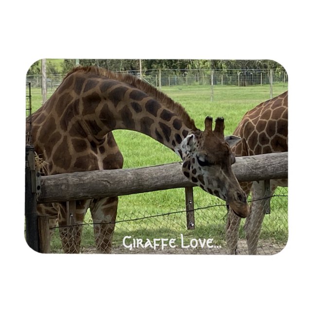 Giraffe Liebe... Magnet (Horizontal)