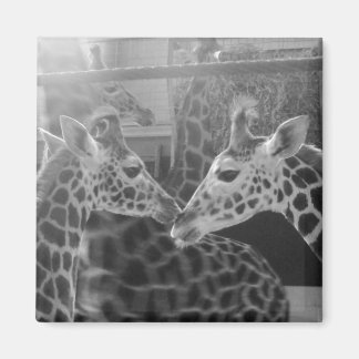 Giraffe-Liebe Magnet