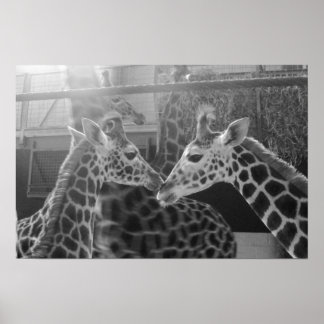 Giraffe-Liebe Poster