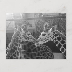 Giraffe-Liebe Postkarte