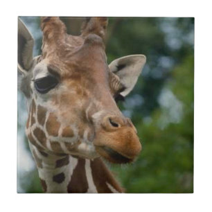 Giraffe liebt Wildtiere Fliese
