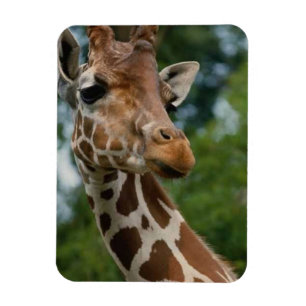 Giraffe liebt Wildtiere Magnet