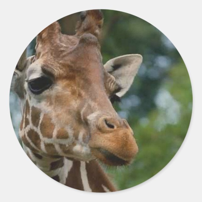 Giraffe Lovers Kunstgeschenke Runder Aufkleber (Vorderseite)