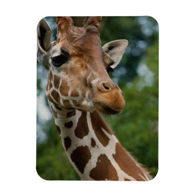 Giraffe Lovers Wildlife Magnet (Vertikal)