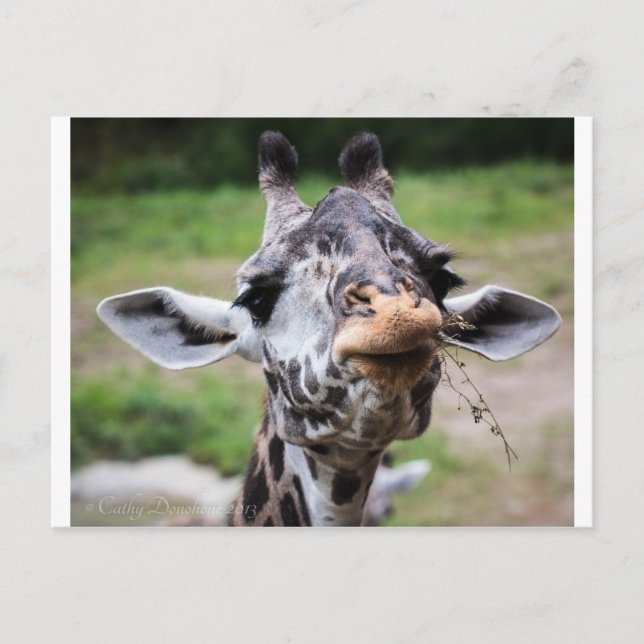 Giraffe Lunch Postkarte (Vorderseite)