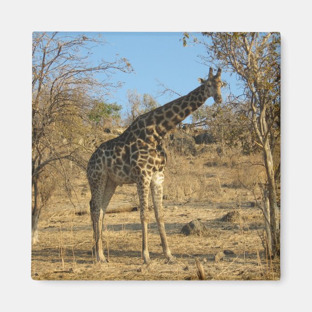 Giraffe Magnet (Vorne)