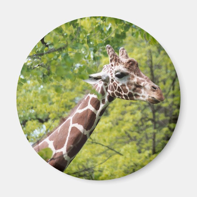 Giraffe Magnet (Vorne)