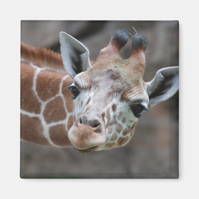 Giraffe Magnet (Vorne)