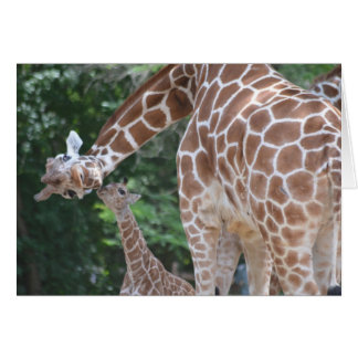 Giraffe Mama und Baby