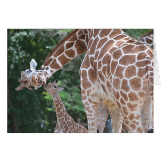Giraffe Mama und Baby (Vorderseite (Horizontal))