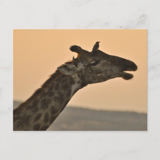 Giraffe mit einer Vogelpostkarte Postkarte (Vorderseite)