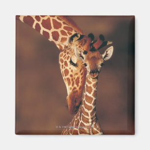 Giraffe mit Kalb (Giraffa camelopardalis) Magnet