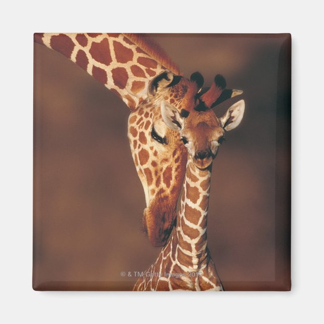 Giraffe mit Kalb (Giraffa camelopardalis) Magnet (Vorne)
