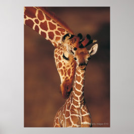 Giraffe mit Kalb (Giraffa camelopardalis) Poster