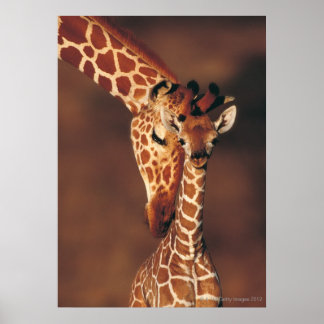 Giraffe mit Kalb (Giraffa camelopardalis) Poster