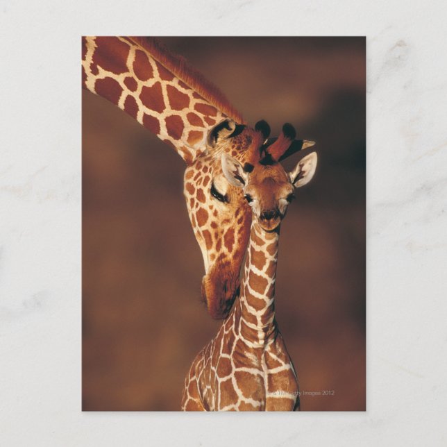 Giraffe mit Kalb (Giraffa camelopardalis) Postkarte (Vorderseite)