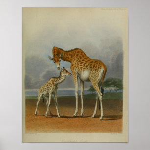 Giraffe mit Kalb Vintage-Druck afrikanische Savann Poster