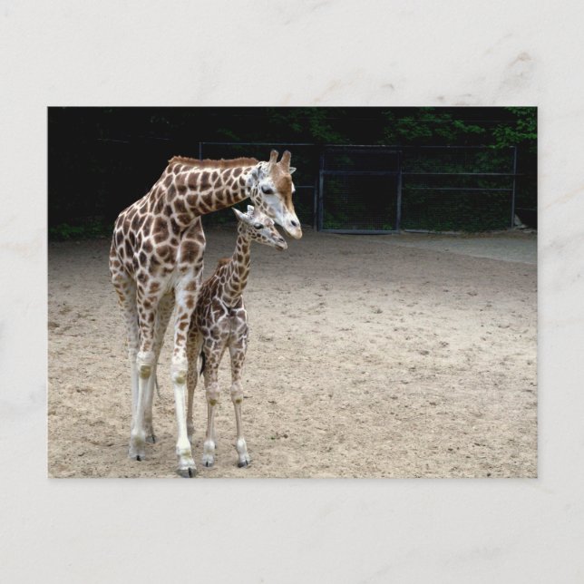 Giraffe mit Kind Postkarte (Vorderseite)