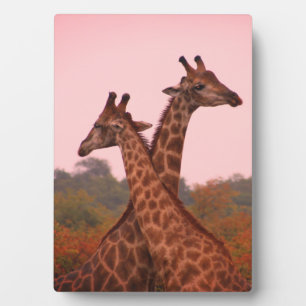 Giraffe mit rosa Himmel und Mopanobäume Fotoplatte