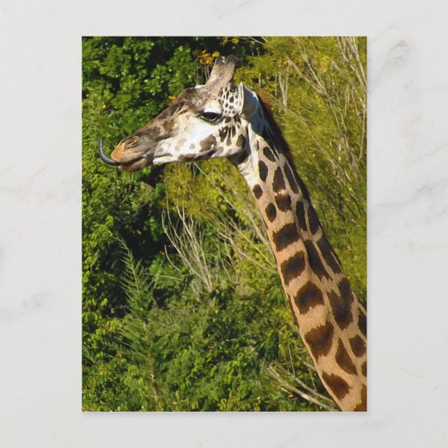 Giraffe mit Zungenstich nach oben geschraubt Postkarte (Vorderseite)