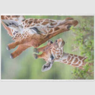 Giraffe Mother Baby Grazing Decoupage Seidenpapier