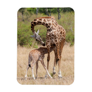 Giraffe Mutter und Baby in Kenia Magnet