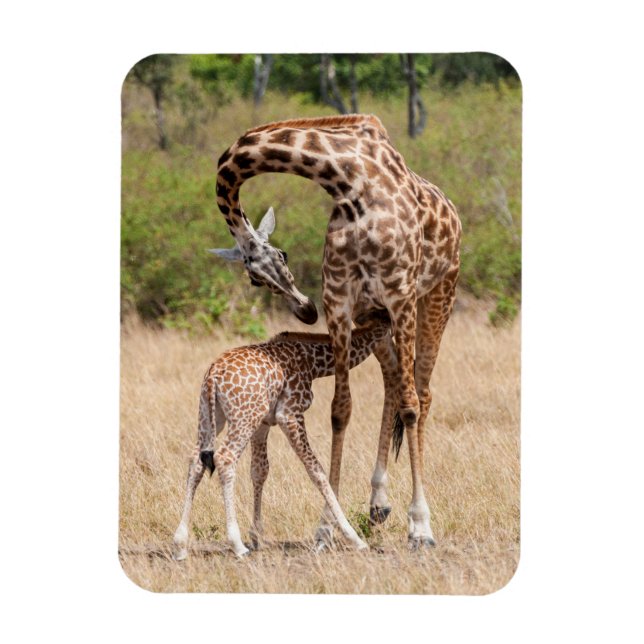 Giraffe Mutter und Baby in Kenia Magnet (Vertikal)