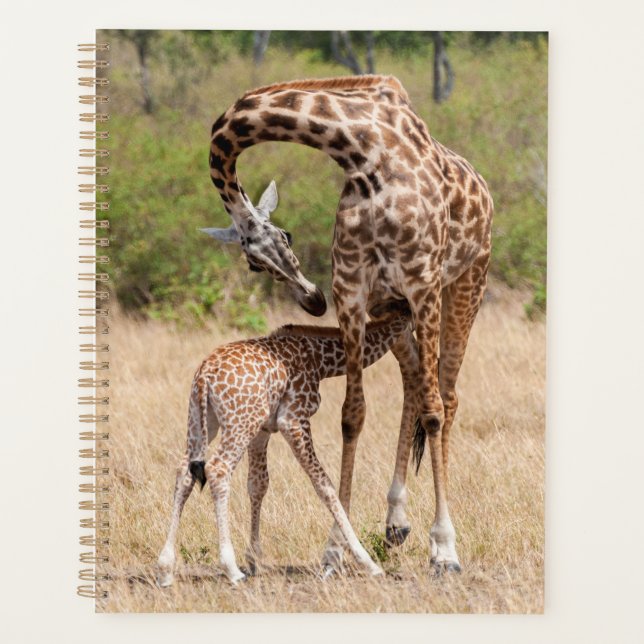 Giraffe Mutter und Baby in Kenia Planer (Vorderseite)