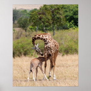 Giraffe Mutter und Baby in Kenia Poster