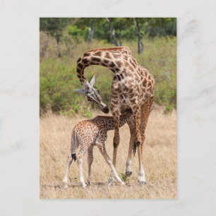 Giraffe Mutter und Baby in Kenia Postkarte