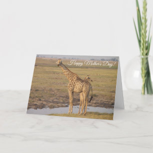 Giraffe-Muttertagskarte Karte