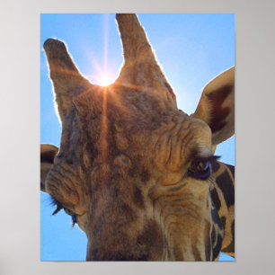 Giraffe Nah hoch und Sonnenschein Fotografie druck Poster