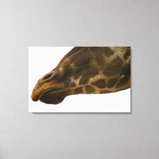 Giraffe, nah leinwanddruck