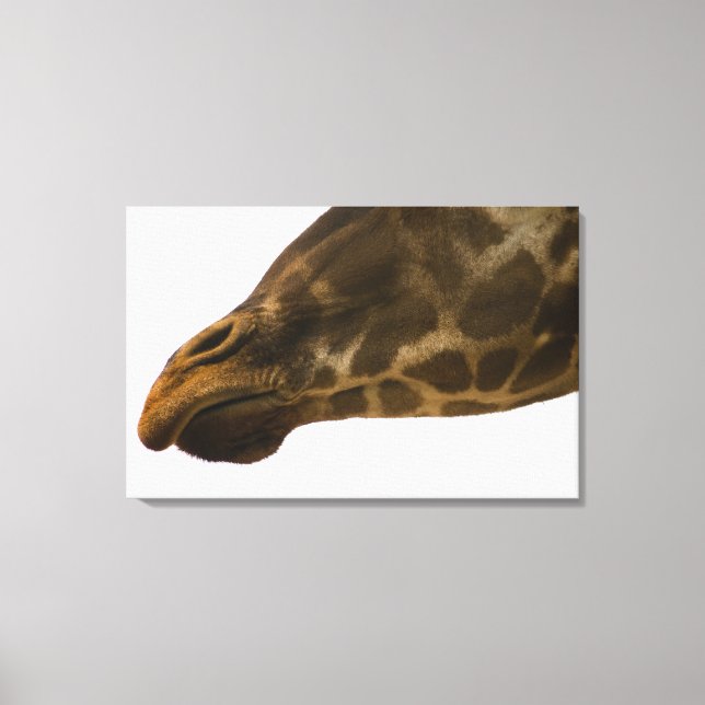 Giraffe, nah leinwanddruck (Vorderseite)