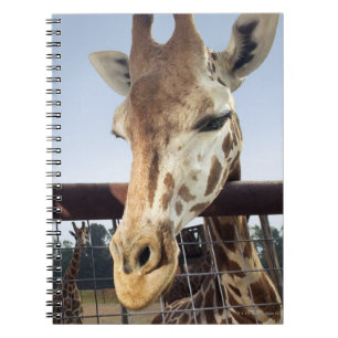 Giraffe Notizblock