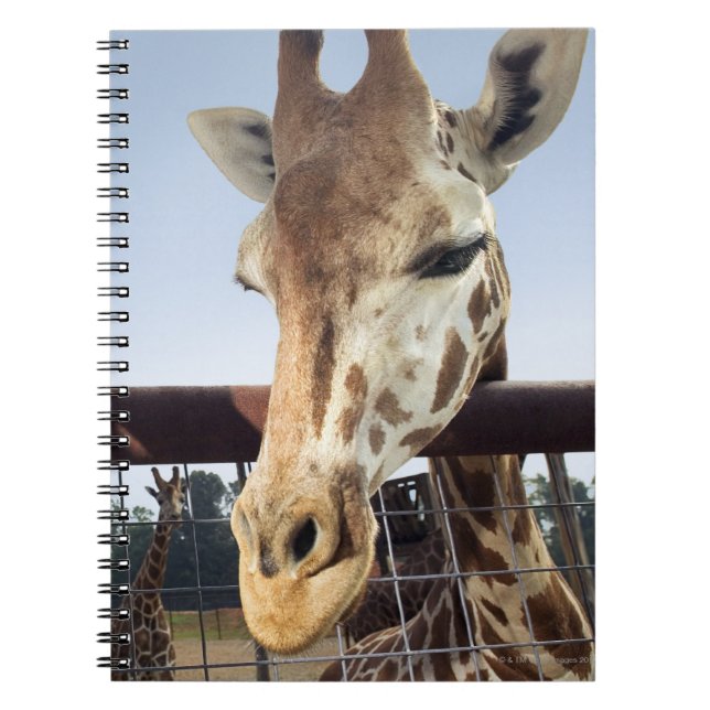 Giraffe Notizblock (Vorderseite)