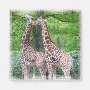 Giraffe Pair Square Magnet
