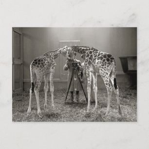Giraffe Portrait, 1926 Postkarte
