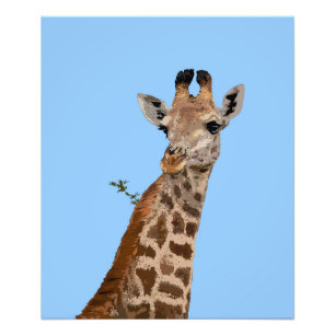 Giraffe Portrait Design Fotodruck