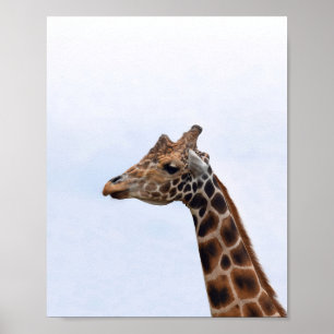 Giraffe Portrait Foto 106 Poster