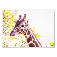 Giraffe Portrait