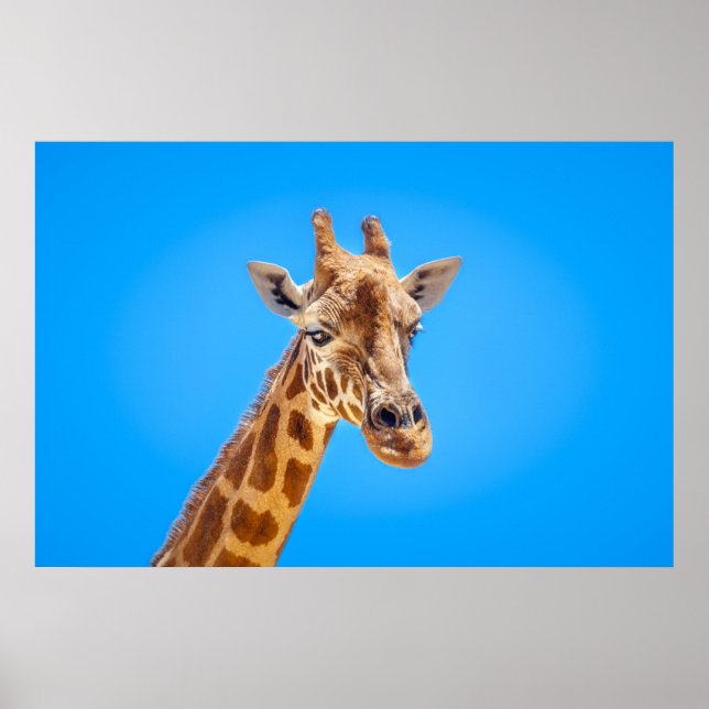 Giraffe Portrait gegen den Himmel Poster (Vorne)
