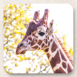Giraffe Portrait Getränkeuntersetzer