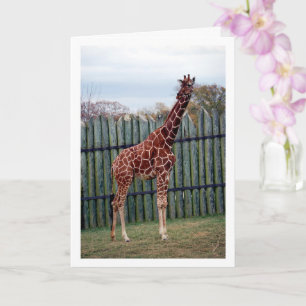 Giraffe Portrait Karte