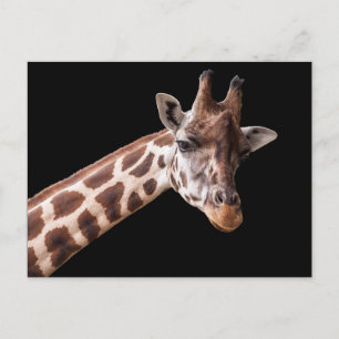 Giraffe Portrait - Postcard Postkarte