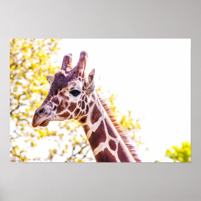 Giraffe Portrait Poster (Vorne)